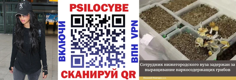 Галлюциногенные грибы Psilocybine cubensis  Черепаново 